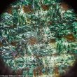 Микроскоп Levenhuk Rainbow 50L PLUS Moonstone\Лунный камень